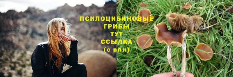 купить закладку  Таганрог  Псилоцибиновые грибы Cubensis 